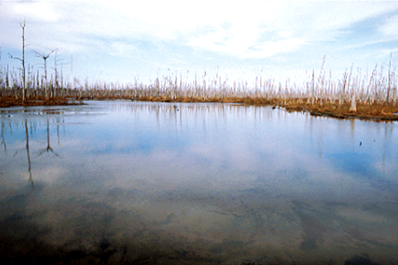 Coasts: Ghost Swamp Coasts: Ghost Swamp